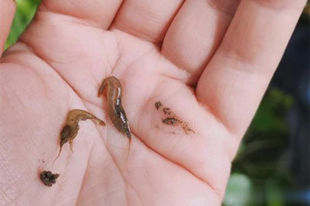 虾尾动起来 虾尾动起来